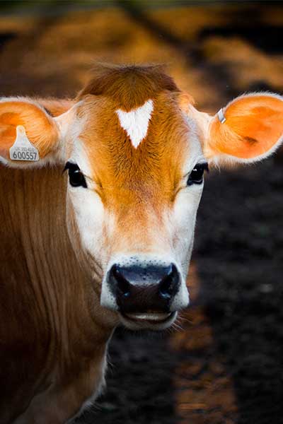 cow